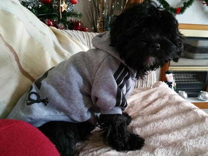 Lhasapoo puppy .