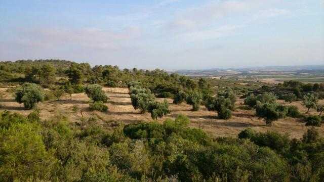 Life in Spain Finca  Estate of 2 ha. for sale