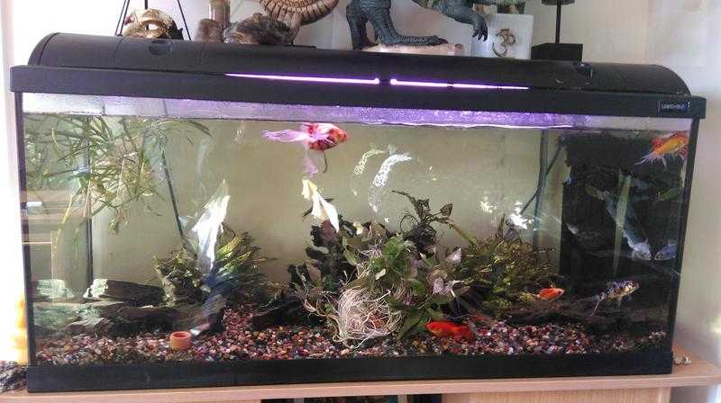 LIGHTGLO FISH TANK