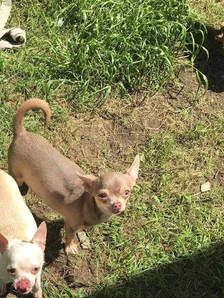 Lilac and tan girl chihuahua