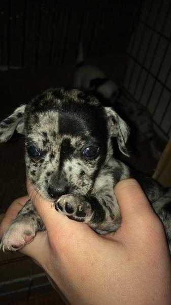 Lilac Merle chihuahua puppy