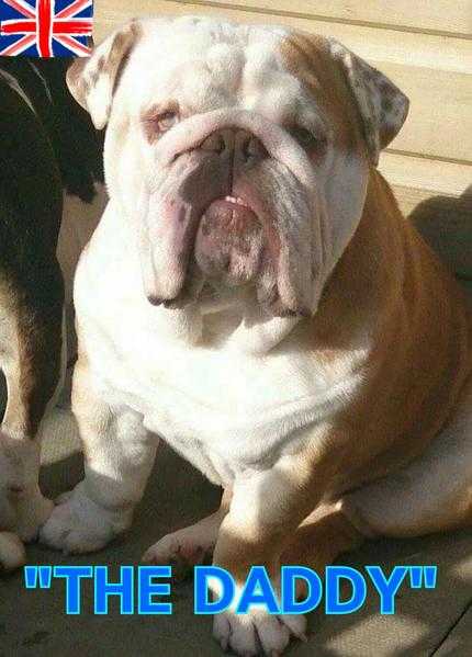 Lilac producers - English bulldog puppies