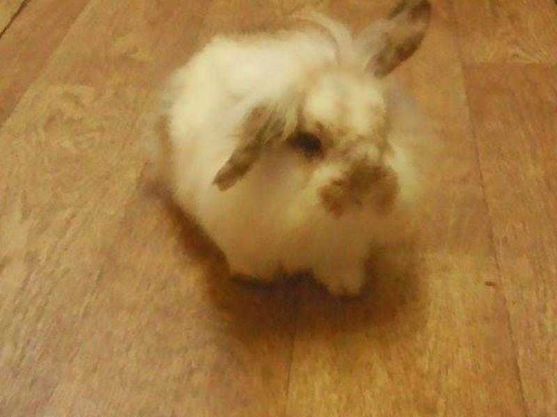 lionhead lop