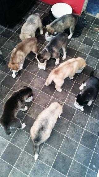 litter of Husky puppies for sale