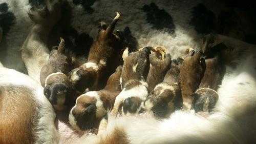 Litter of St Bernard Puppies