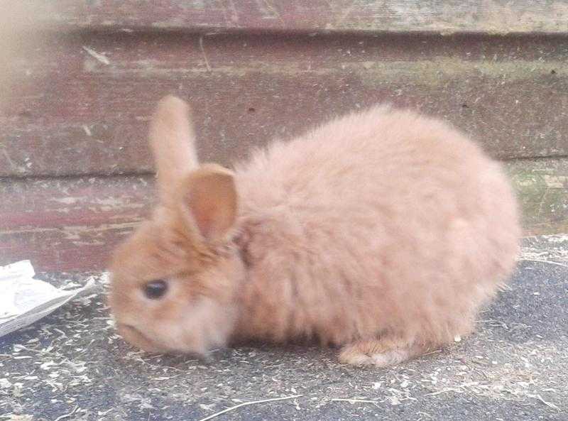 little bunny rabbit for sale