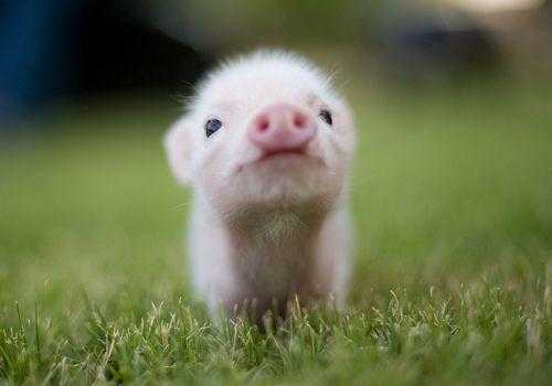 Little pig