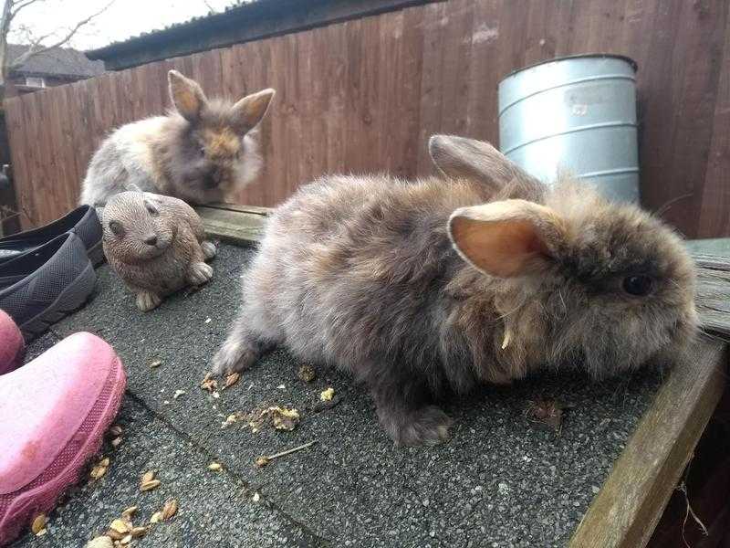 Little rabbits for sale