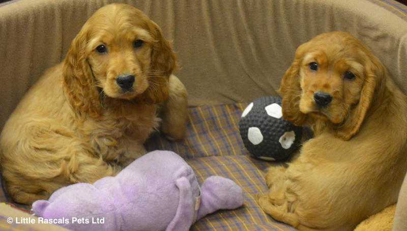 Lively golden Cocker Spaniel boys and girls