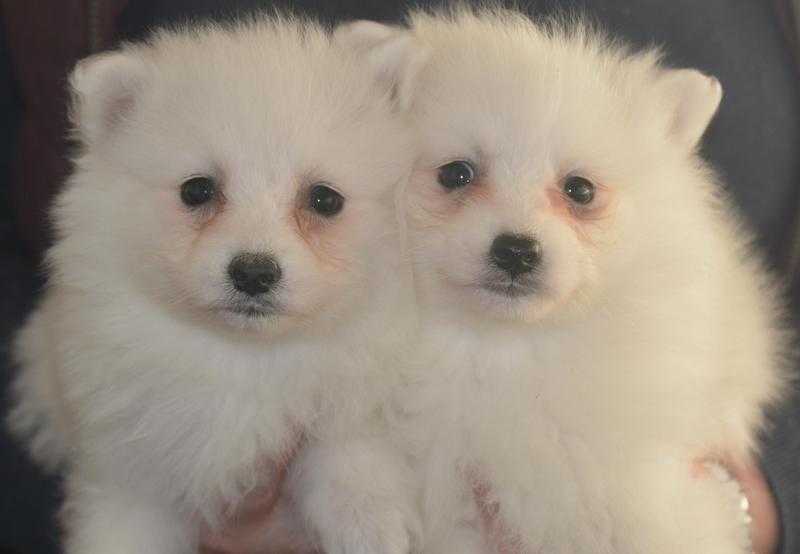 Lively Japanese Spitz boys and girls