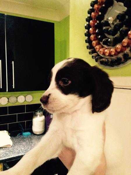 Liver and white springer spaniel puppies