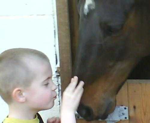 Logans Run Equine Transport Horse Transport Bradford Yorkshire