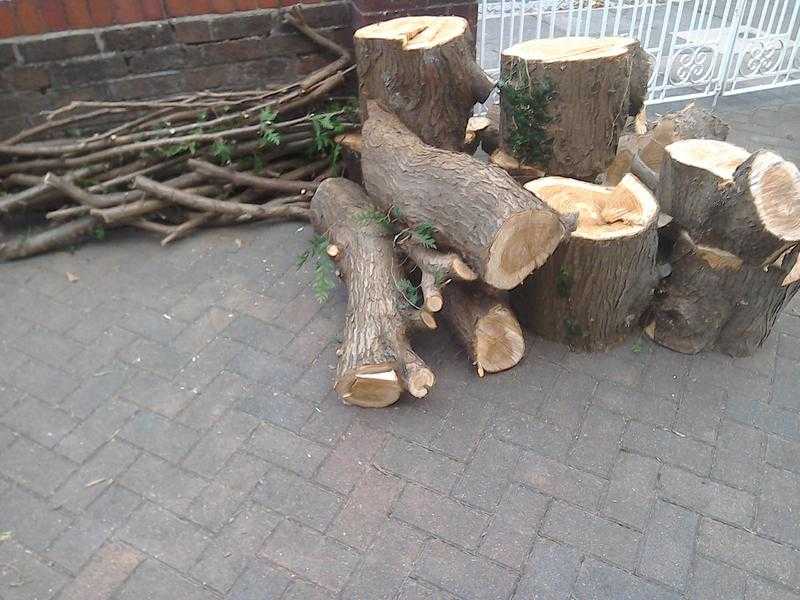 Logs, branches, tree trunks