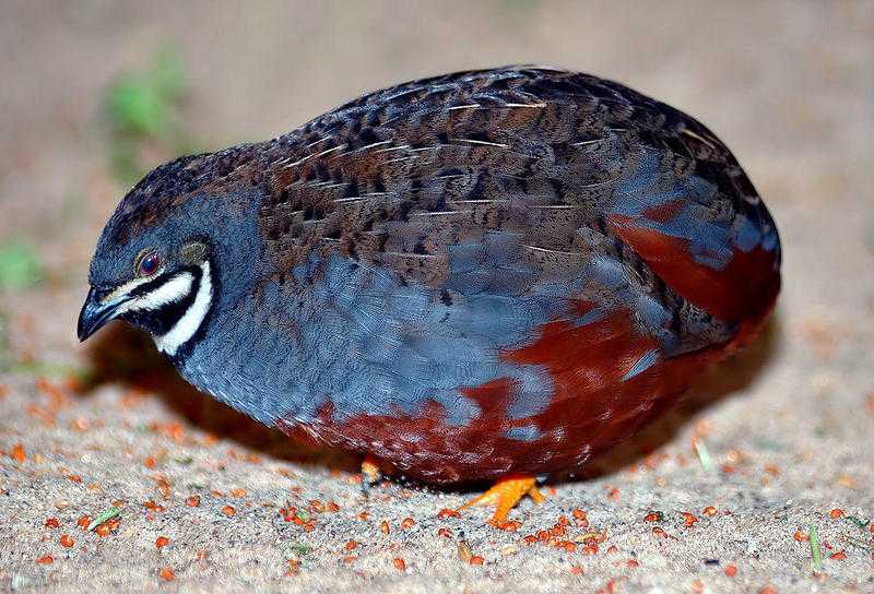 Lonely Male Chinese Painted Quail Free to good home