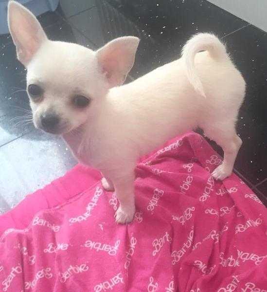 Long and short haired female Pedigree Cream Chihuahua Puppies