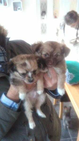 Long coat Chihuahua puppies for sale