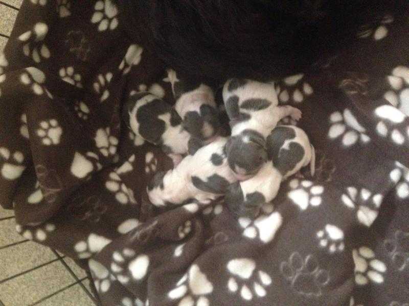 Long coat chihuahua pups.