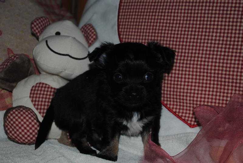 Long haired Chihuahua Puppy