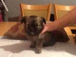 Long haired full pedigree male chihuahua puppy