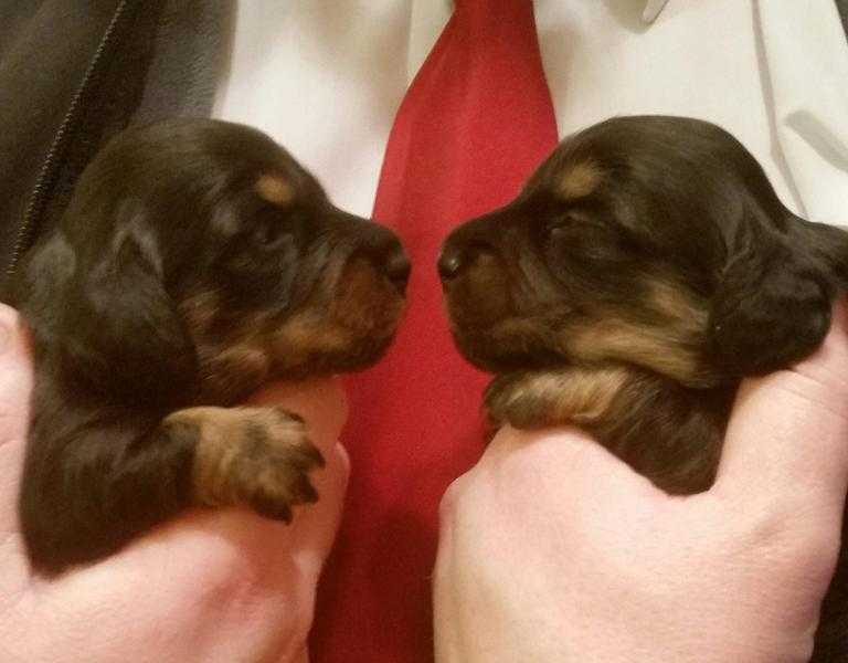 Long Haired Miniature Dachshund Puppies