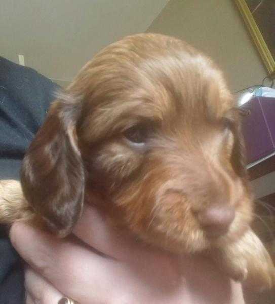 Longhaired dachshund pedigree puppies