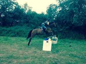 Looking for a safe but fun, 15.3hh to 16.2hh horse to share