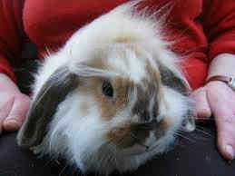 Lop bunnies for sale