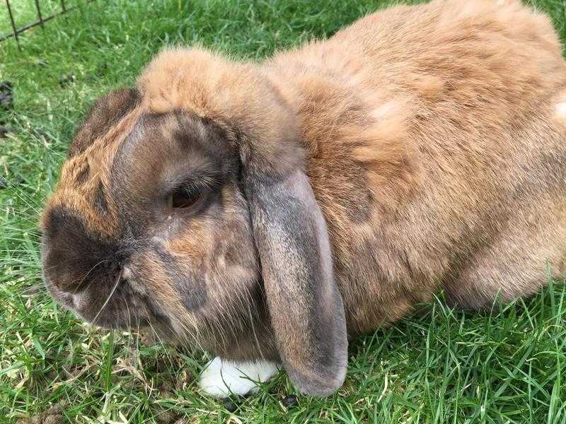 Lop ear rabbit with hutch and run.