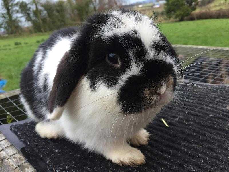 Lop eard female Rabbit for sale