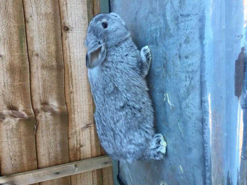 Lop eared baby rabbits