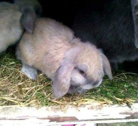 Lop rabbits