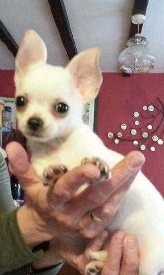 Lord Byron BabyWhite Chihuahua Pedigree For Sale