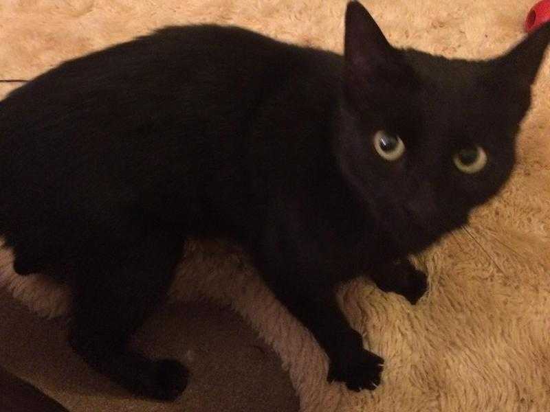 LOST BLACK CAT HARRY - MALE NEUTERED MICROCHIPPED FRIENDLY