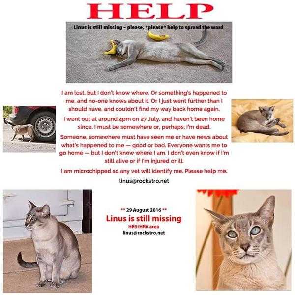 Lost cat tonkinese male neutered and chipped unusual looking cat