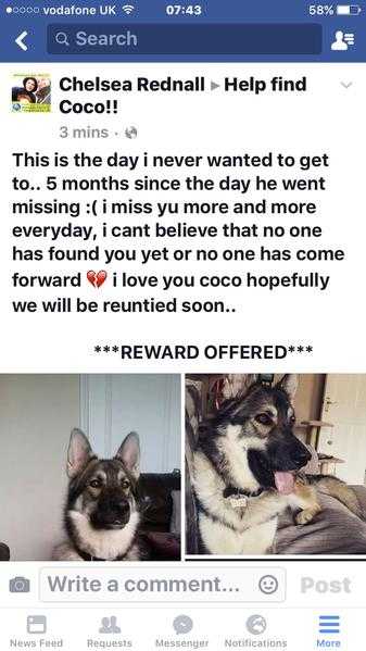 Lost dog