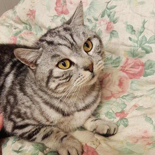 LOST PEDIGREE SILVER TABBY CAT FROM EDEN COURT NUNEATON