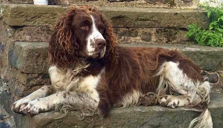 LOST SPRINGER SPANIEL DOG