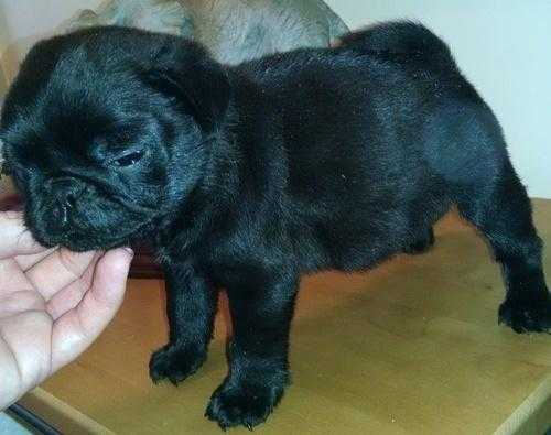 lovelly pug puppy,ready to relocate now
