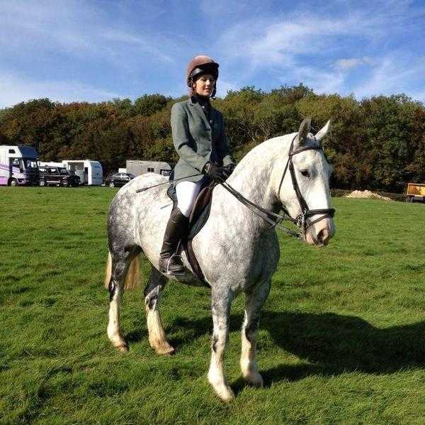 Lovely 15hh cob for loan in Ripe