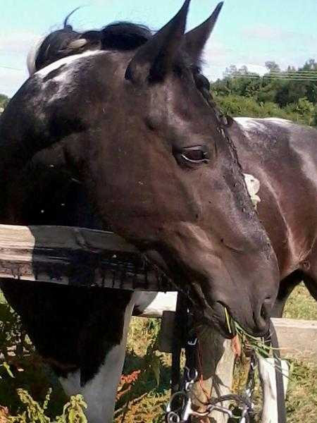 Lovely 15hh gelding for share 2-3 times a week