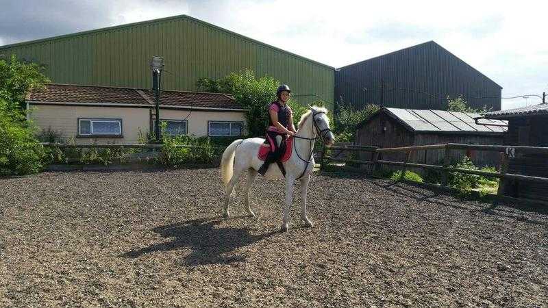 lovely 6 year old Lipizzaner