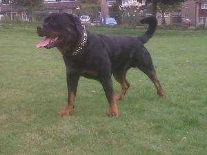 Lovely 6 year old Rottweiler boy for sale.