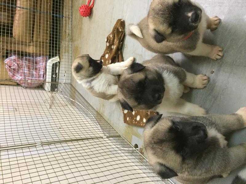 Lovely Akita puppies