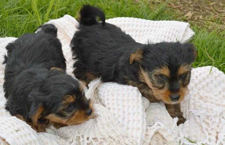 Lovely and Healthy Yorkie Puppies