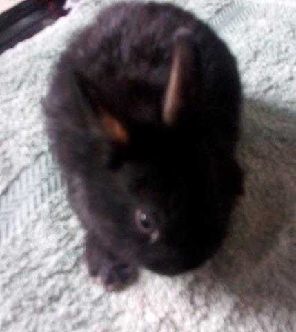 Lovely, baby Netherland bunnies, looking for their new homes