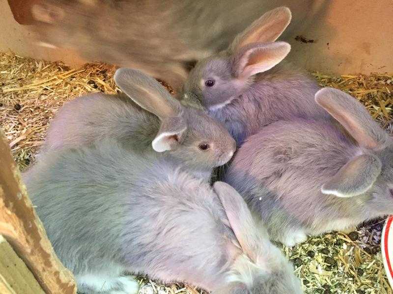 Lovely baby silver fox rabbits