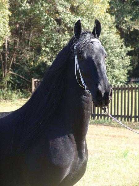 lovely black Friesian mare for adoption