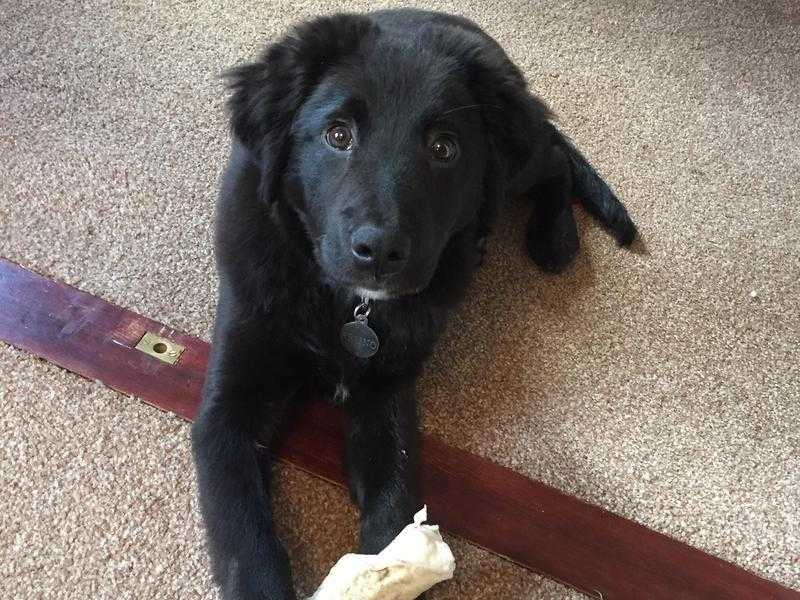 Lovely boy black Labrador retriever