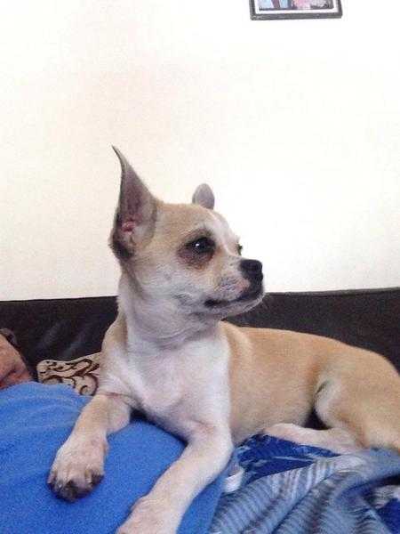 Lovely boy mini chihuahua 12 months old