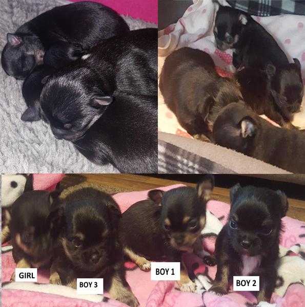 lovely chihuahua puppies for sale